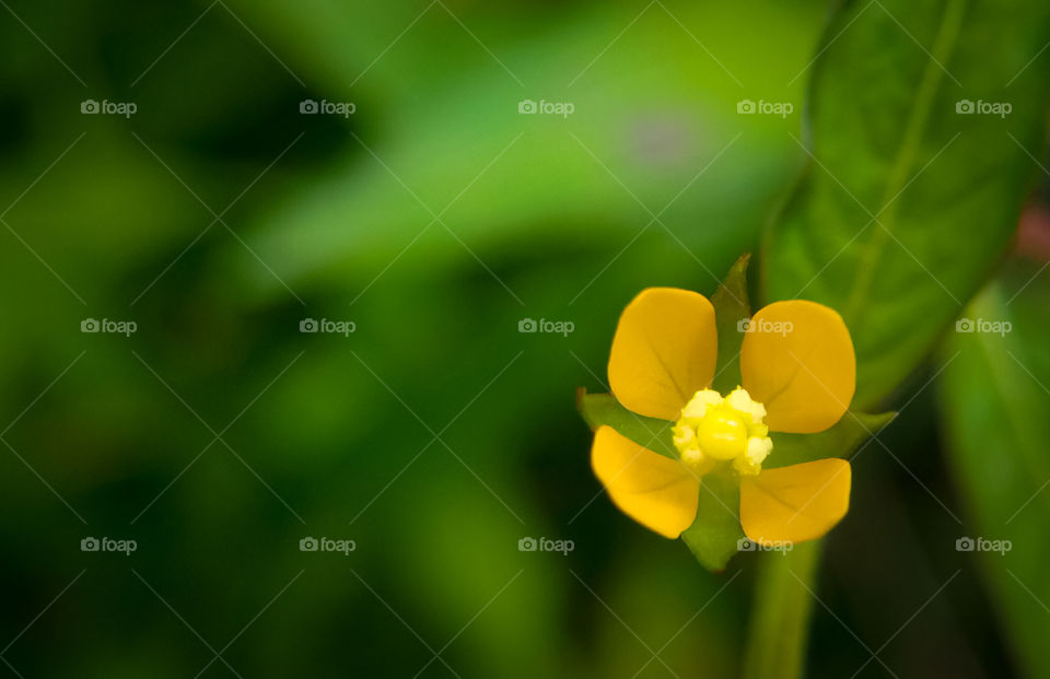 Close-up wildflower