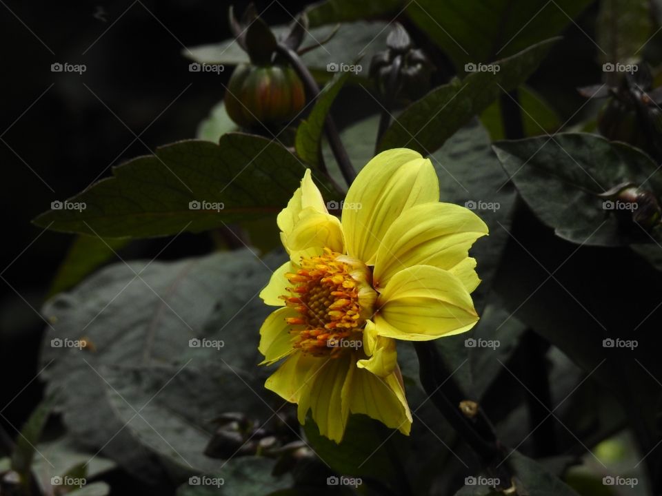 flower from Thailand