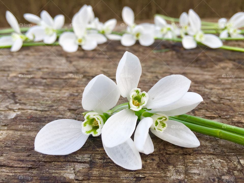 Bunch of Snowdrops on wooden table