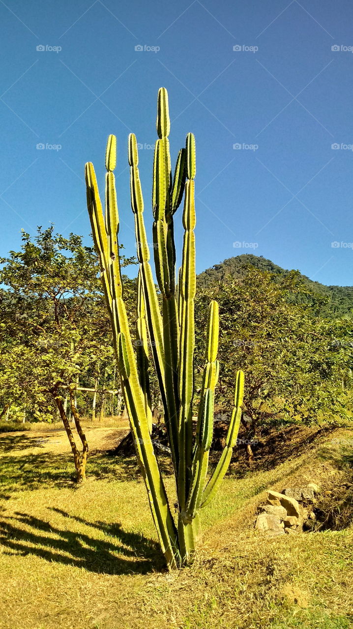 PLANT, GARDEN, CACTUS, FLOWERS, ENVIRONMENT.