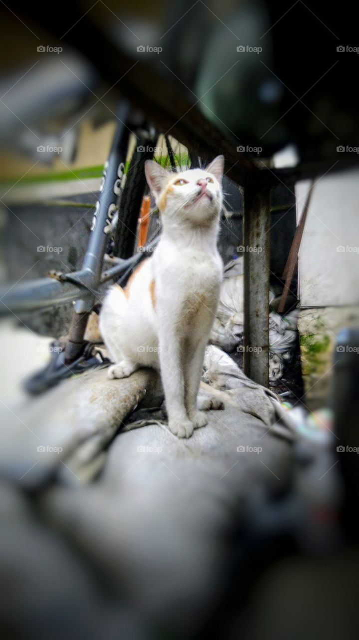 This cat may be praying or seeing prey..