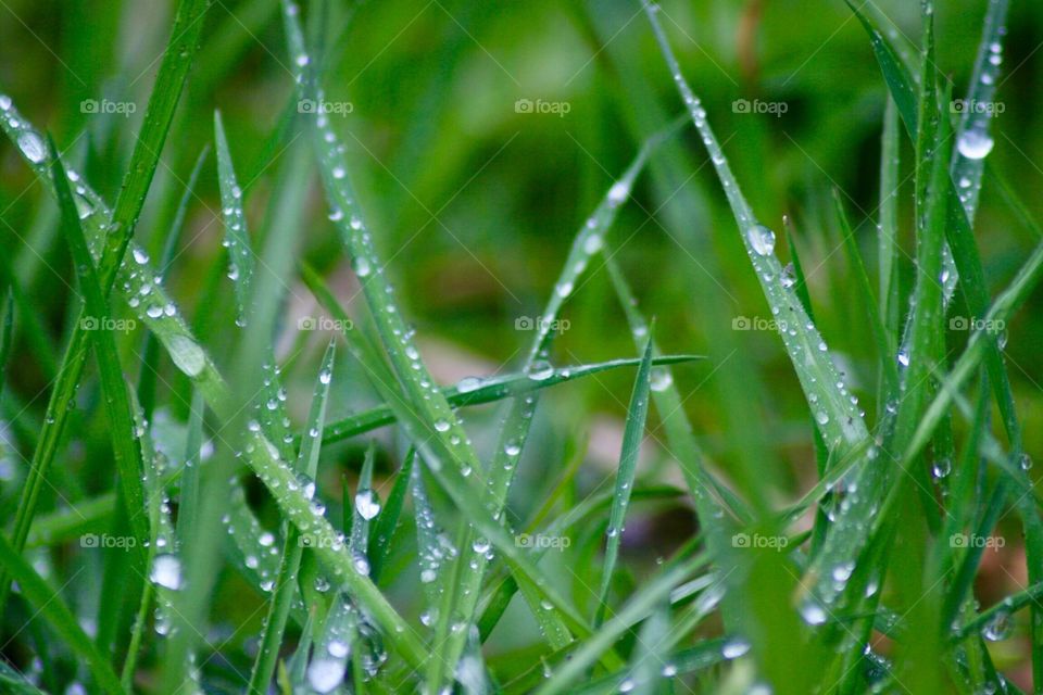 Blades of rain soaked grass