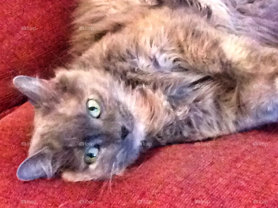 Lola