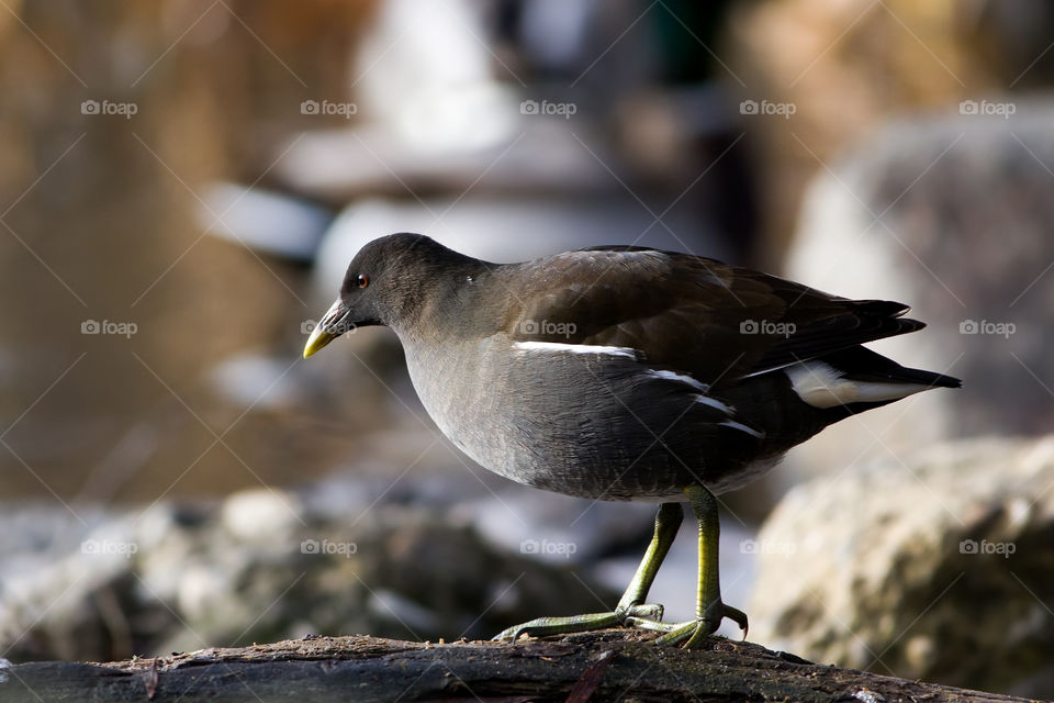 Common Moorhen (Gallinula chrolopus, Aves) looking for food