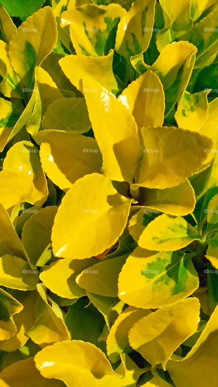 Yellow plant