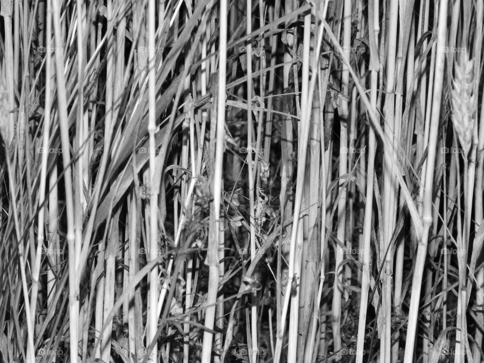 Cereal in black and white