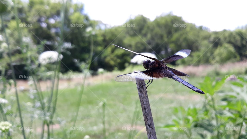 giant dragonfly profile