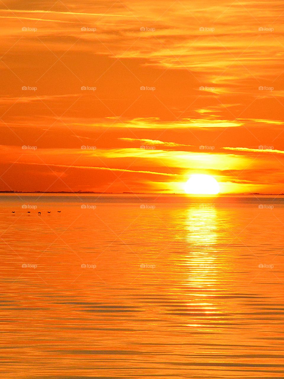 Five low flying Pelicans skim the golden waters surface