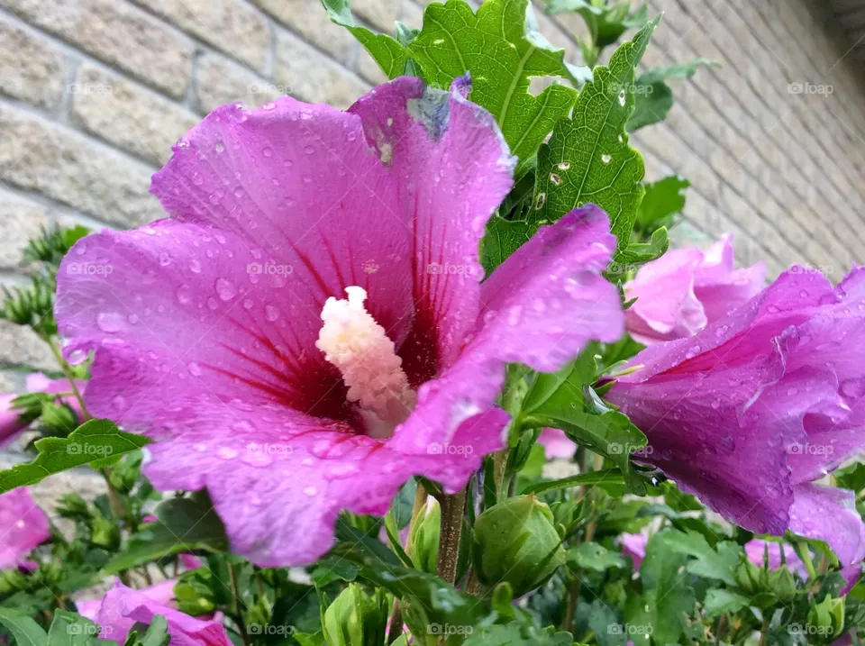 Flower