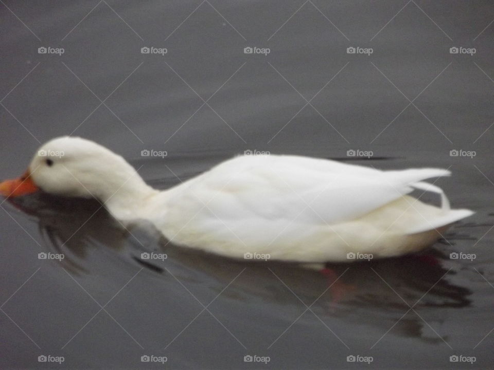 White Duck On Water