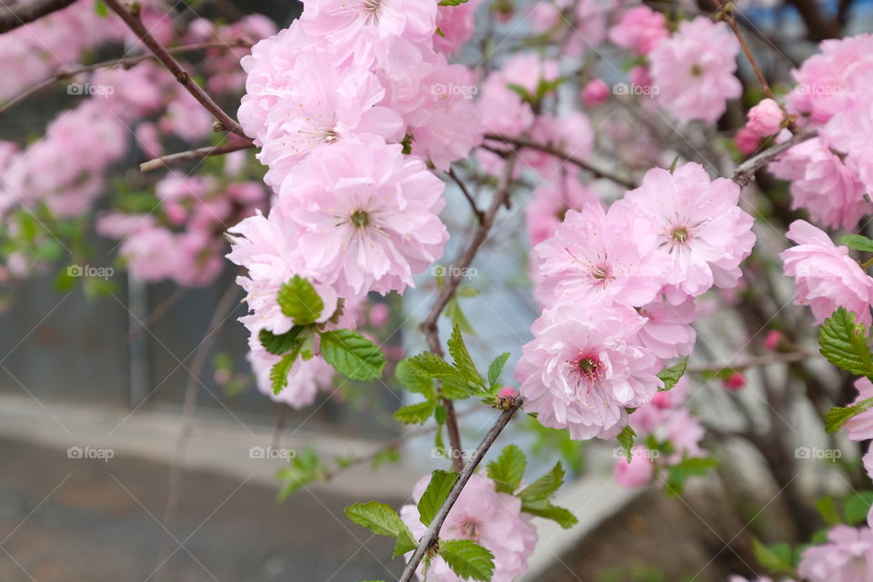 oriental cherry