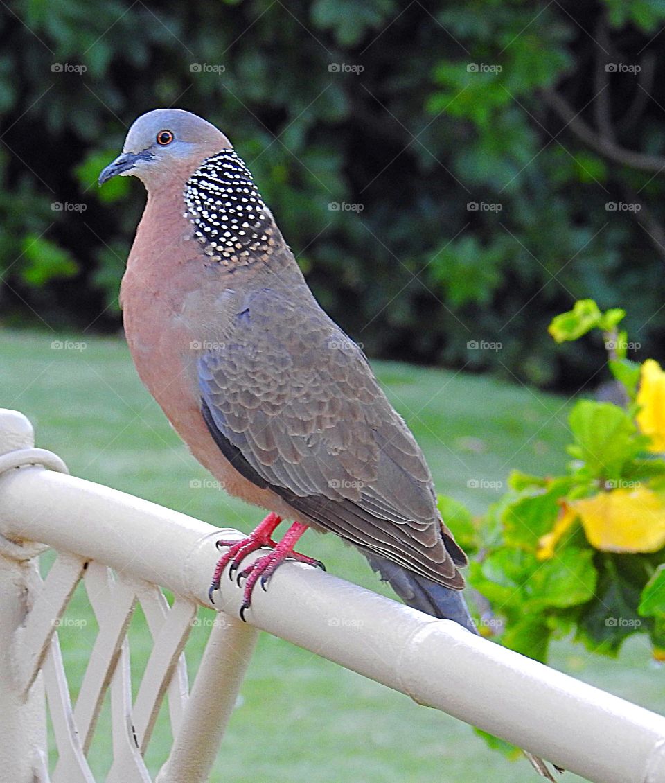 Spotted Dove
