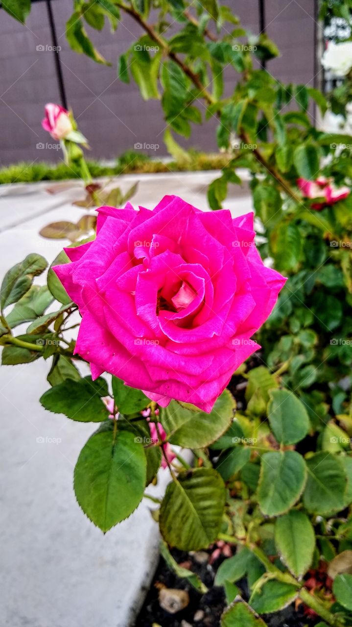 Decorative rose plant provides some color near a bank entryway at a local shopping mall (La Mesa, California)
