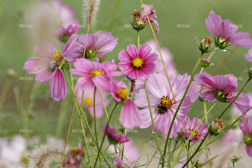 Pink flowers in the meadow