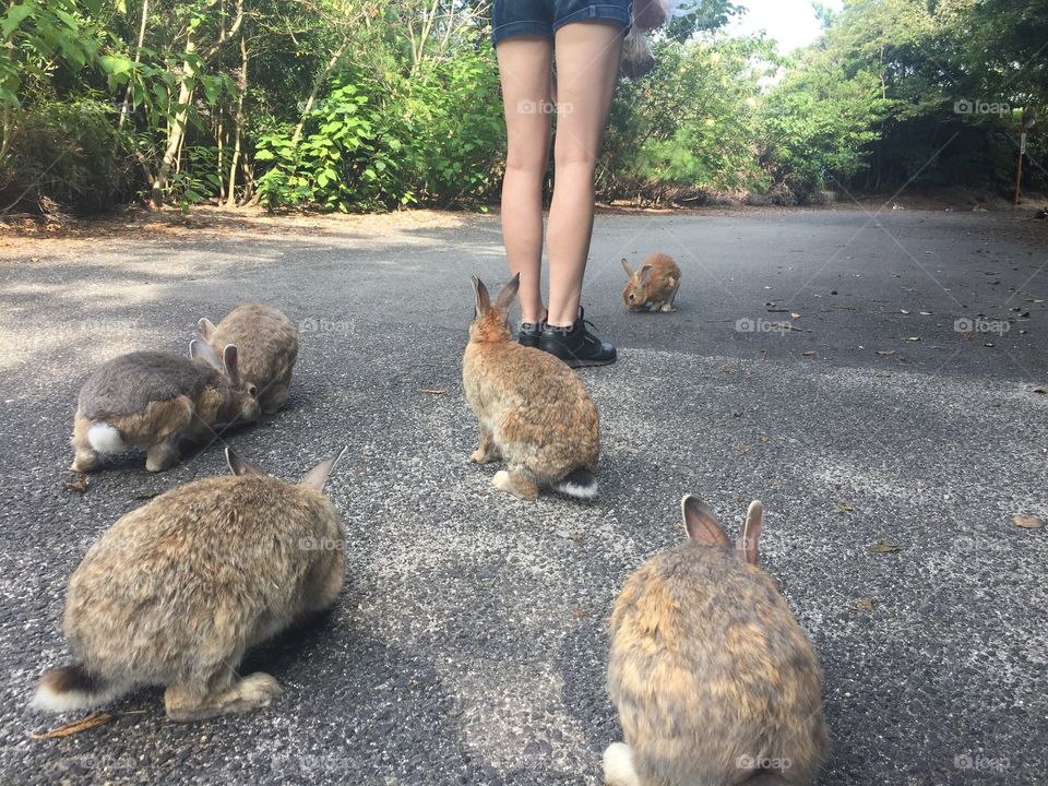 A rear view of a girl's legs surrounded by cute rabbits on a rabbit island in japan