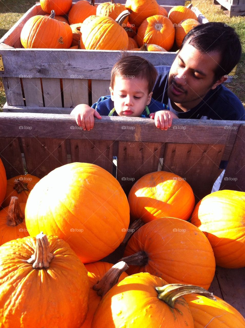 Pumpkin Patch With Dad