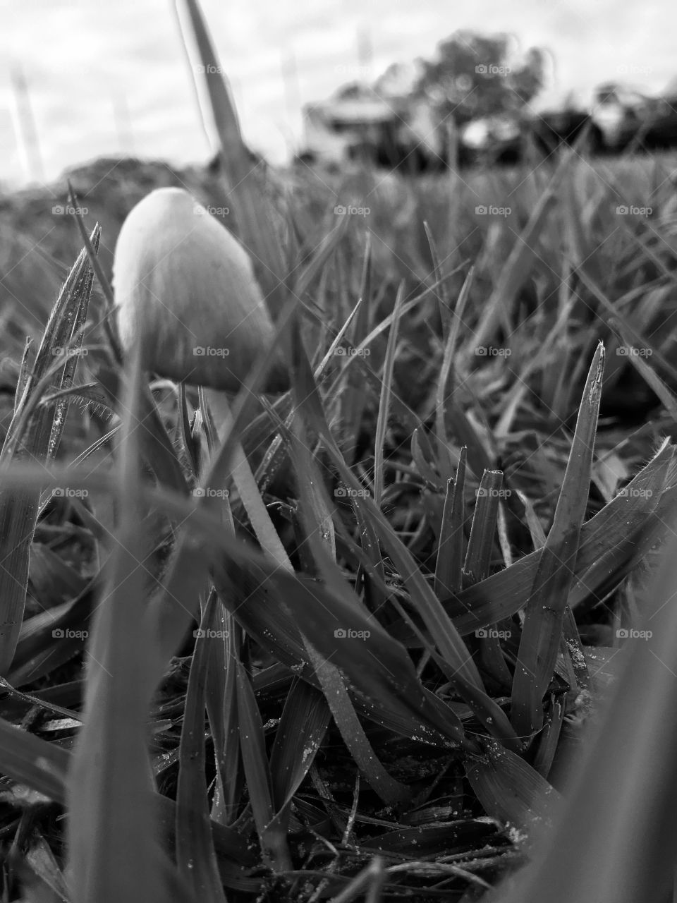 Mini mushroom in the grass in black and white 