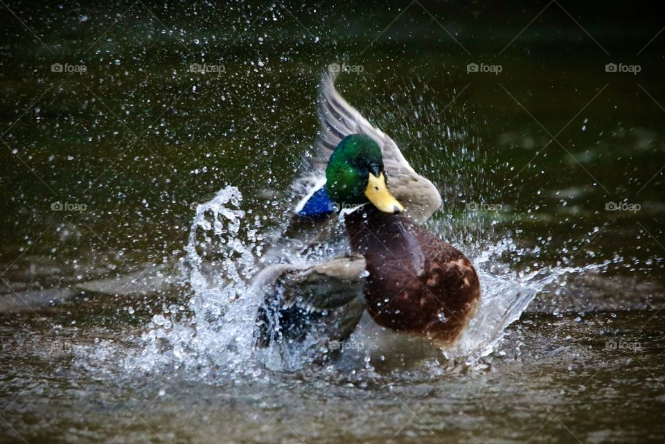 Mallard duck