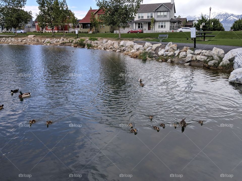 Baby Ducklings with their Mama Duck in Oquirrh Lake, Daybreak- South Jordan,Utah