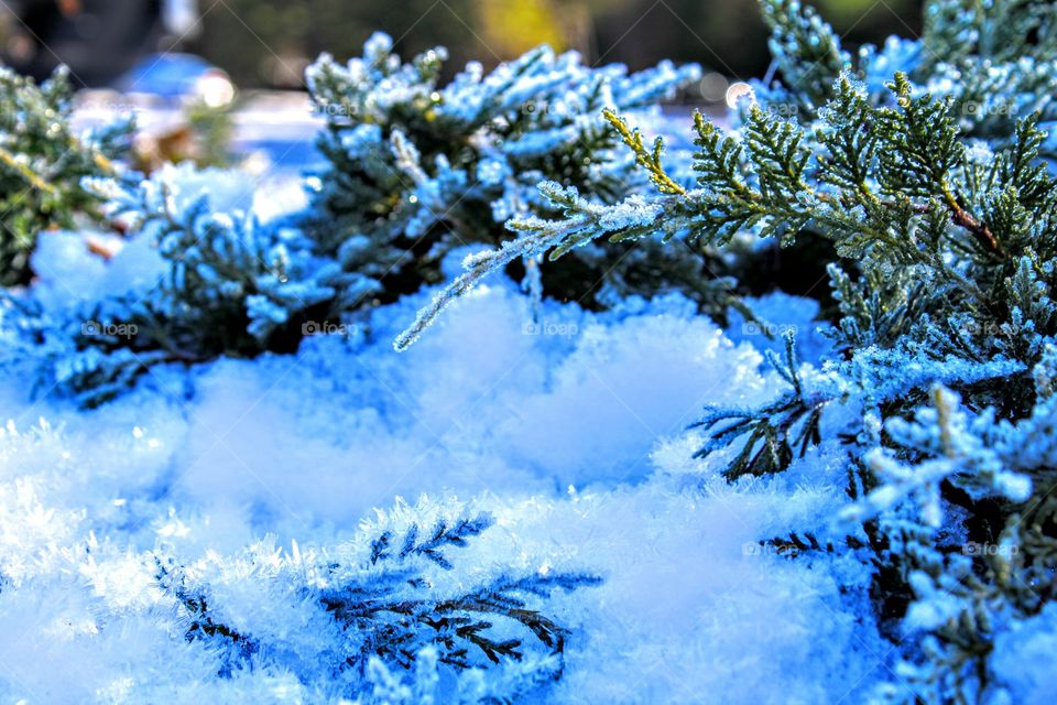 plant life in the Sierras