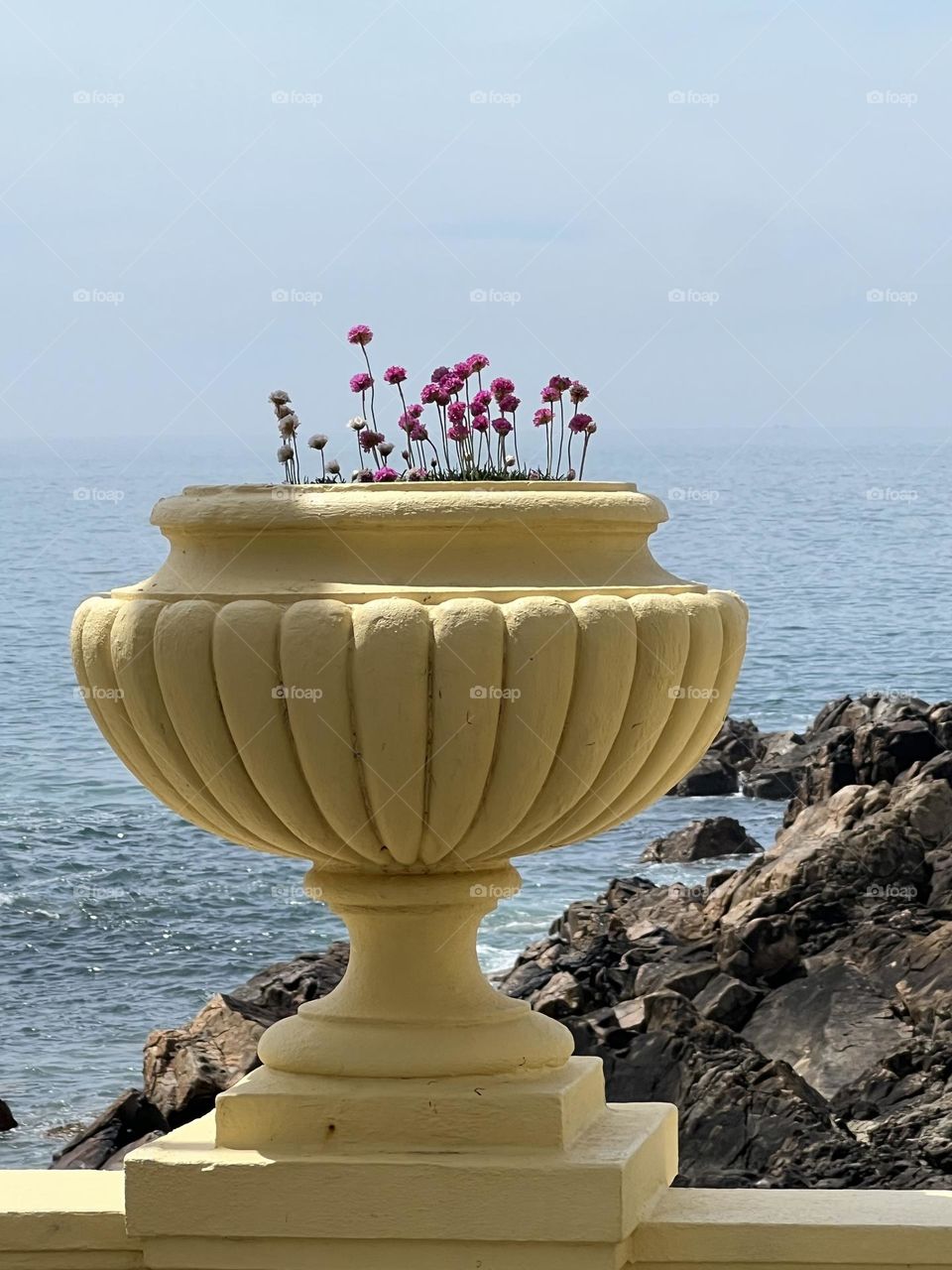 Flowers in pot