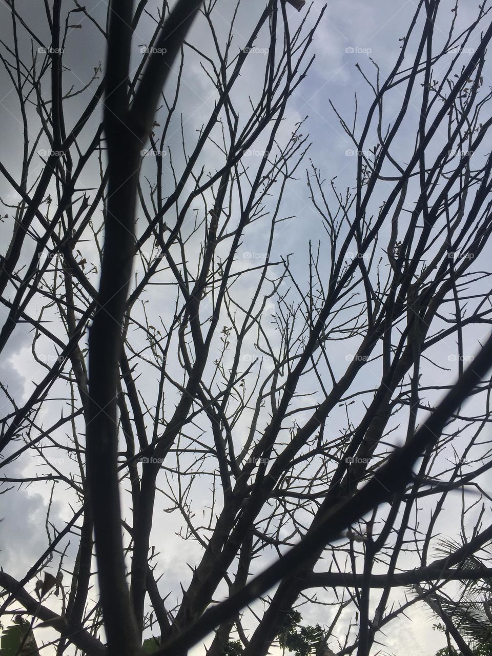 Dead tree branches 