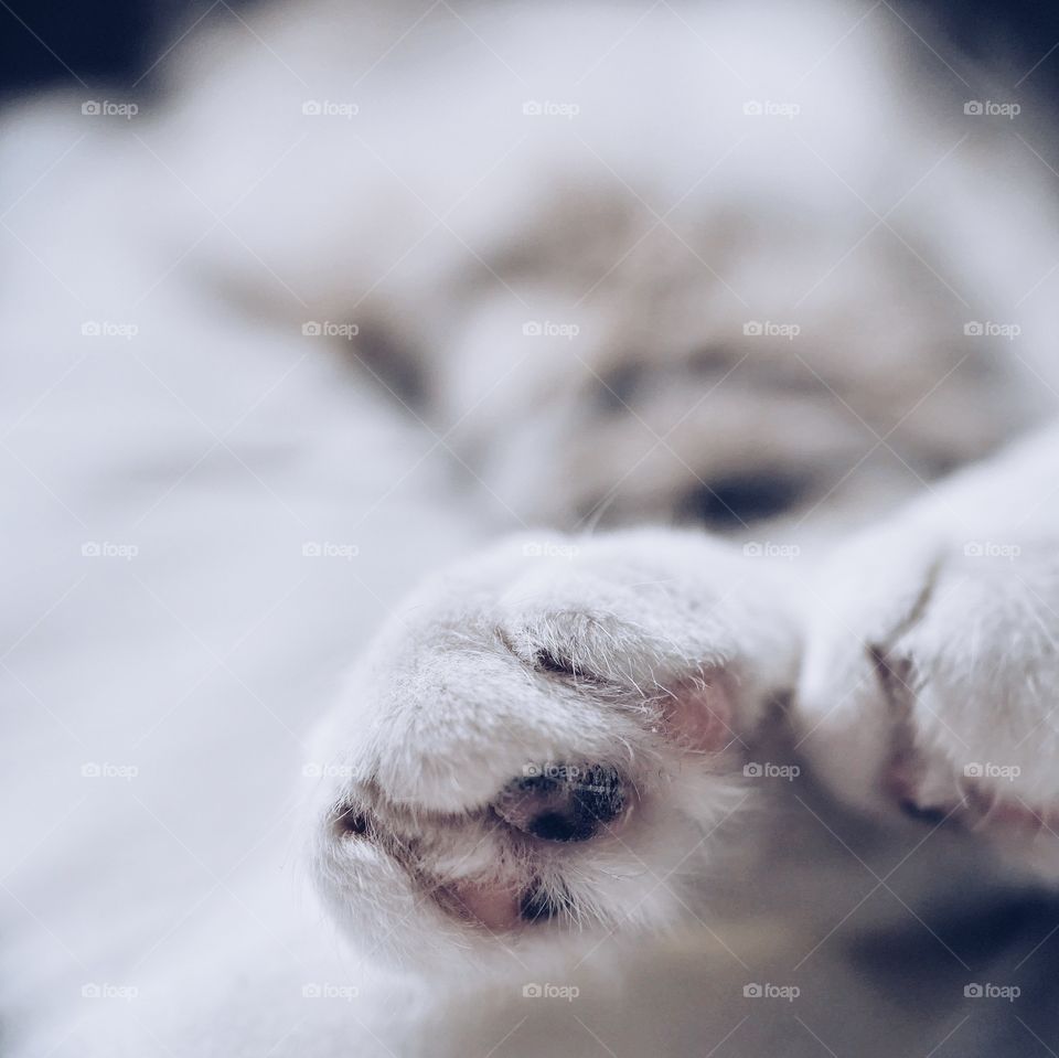 Cat foot 