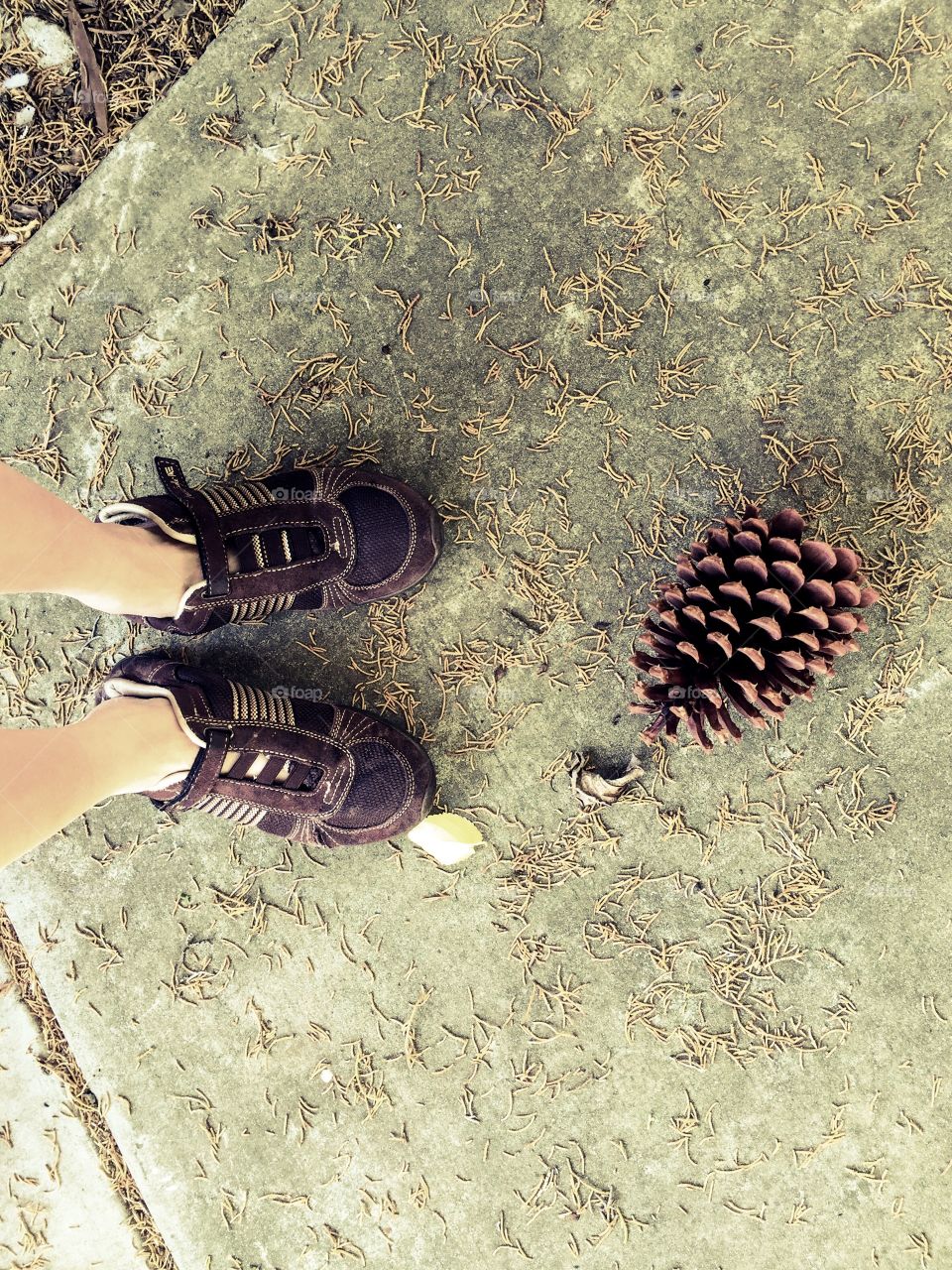 Feet and pine cone 