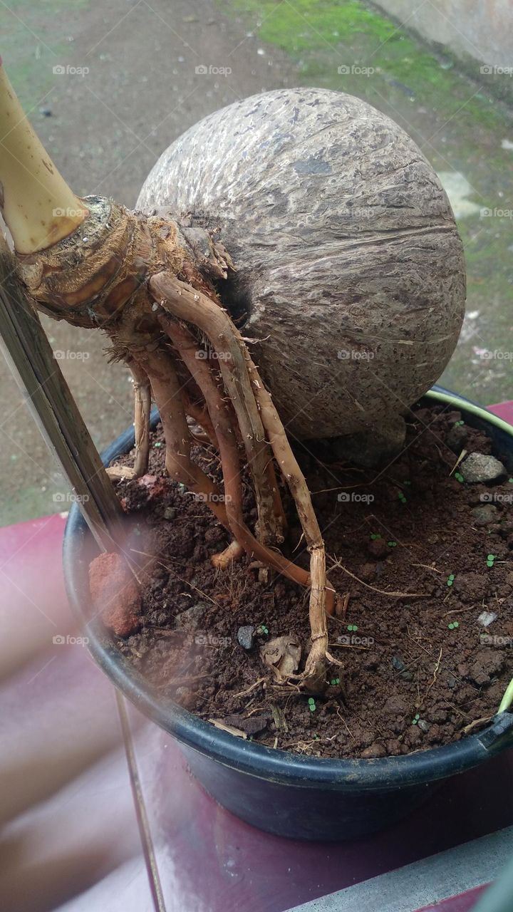 coconut trees planted in plastic containers in the yard of the house