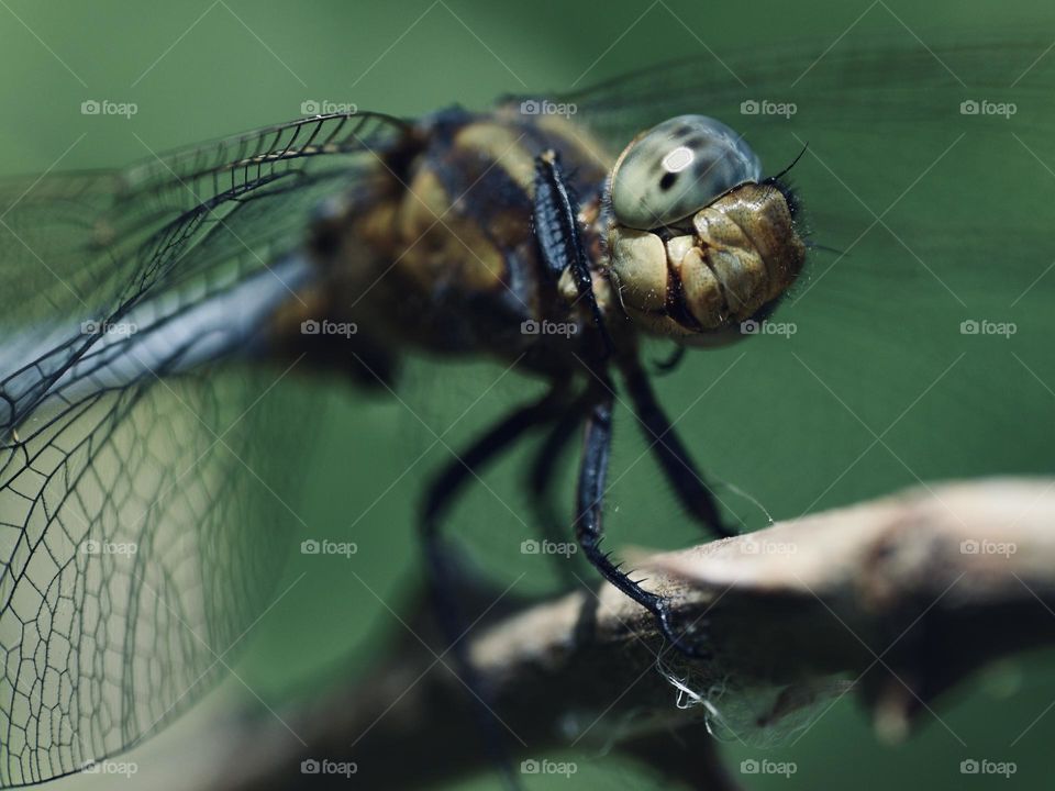 Dragonfly smile at my camera 