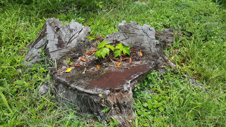 plants growing in tree stump