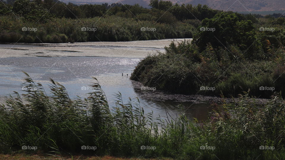 A lake with two black birds and green shrubs 