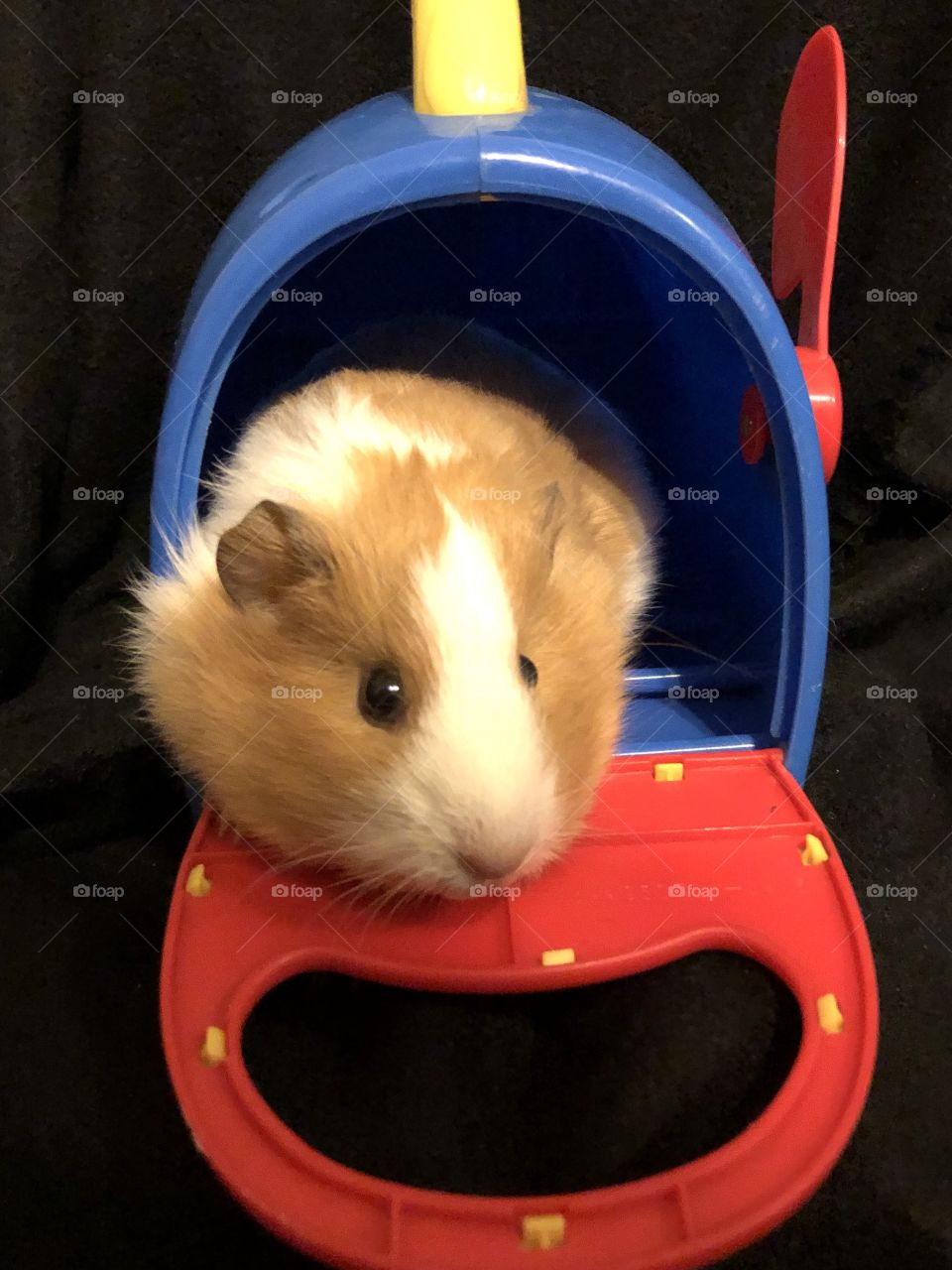 Guinea pig in mail box