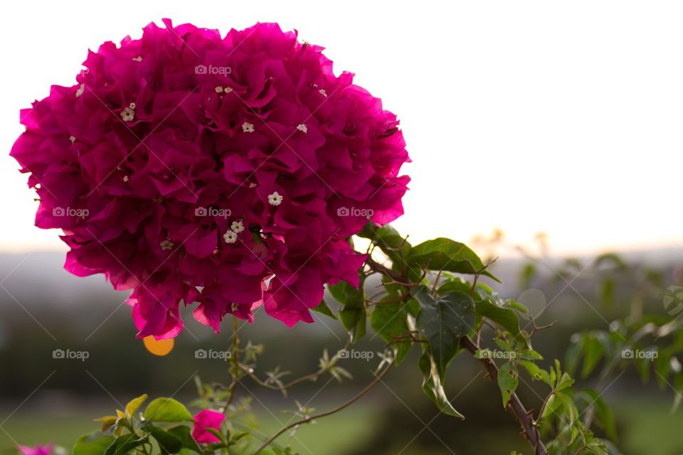 Bougainvillea 