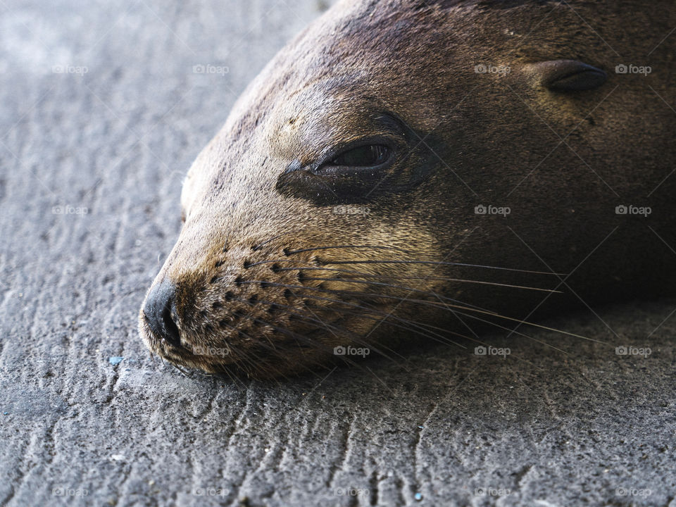 The Galápagos sea lion on Isla de la Plata, Ecuador