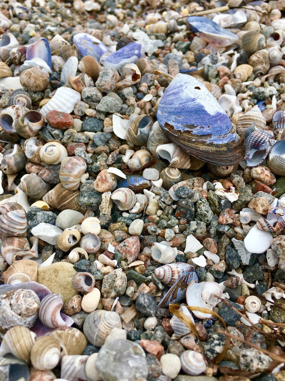 Sea shells on beach