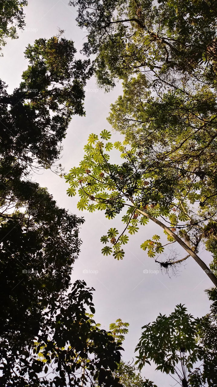 Uma bela imagem das árvores no bosque por onde andei fazendo imagens!