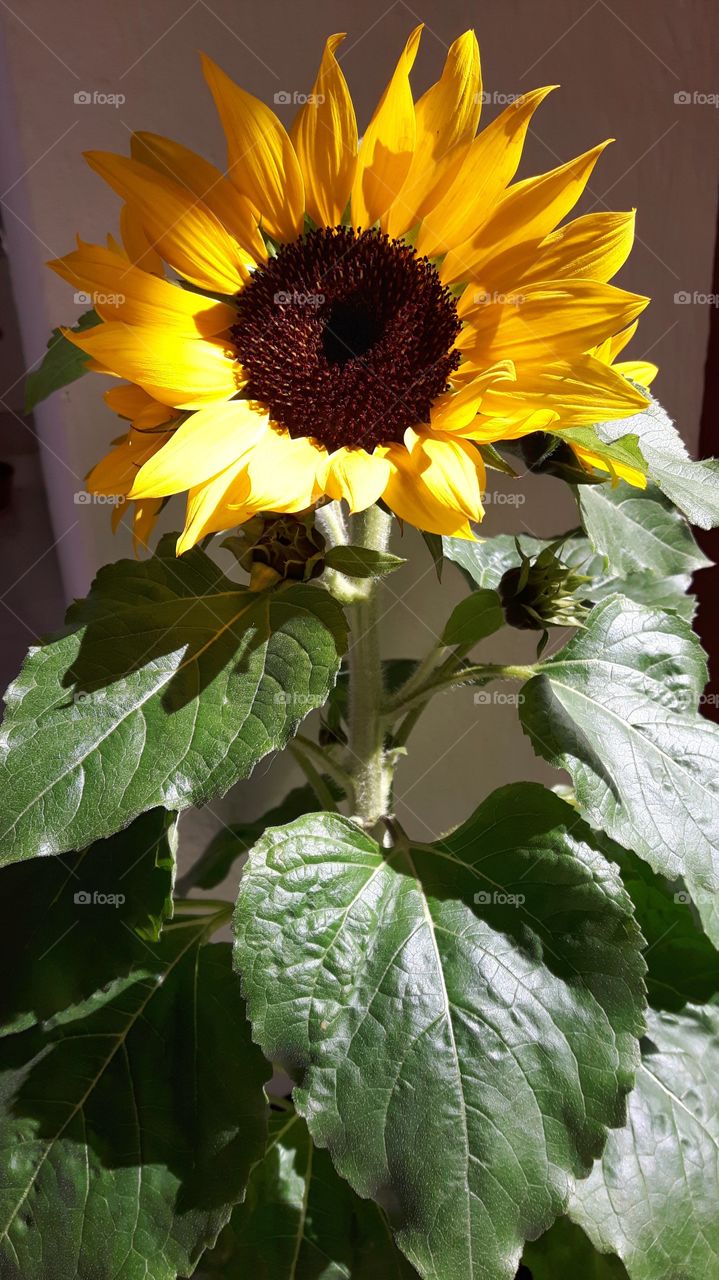 Bright sunflower