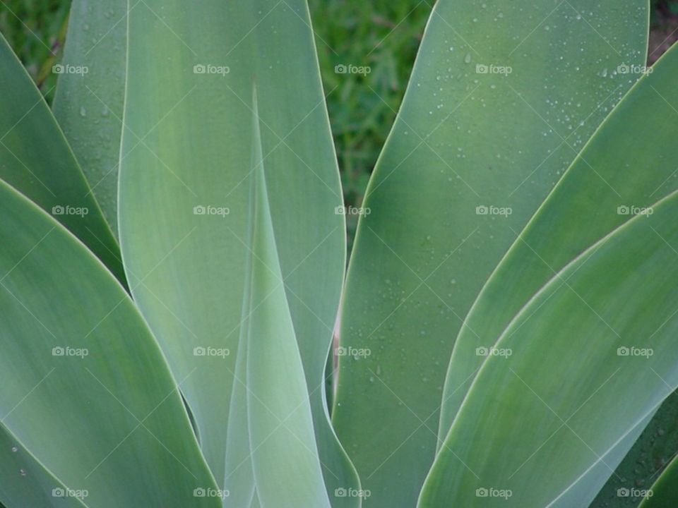 Agave