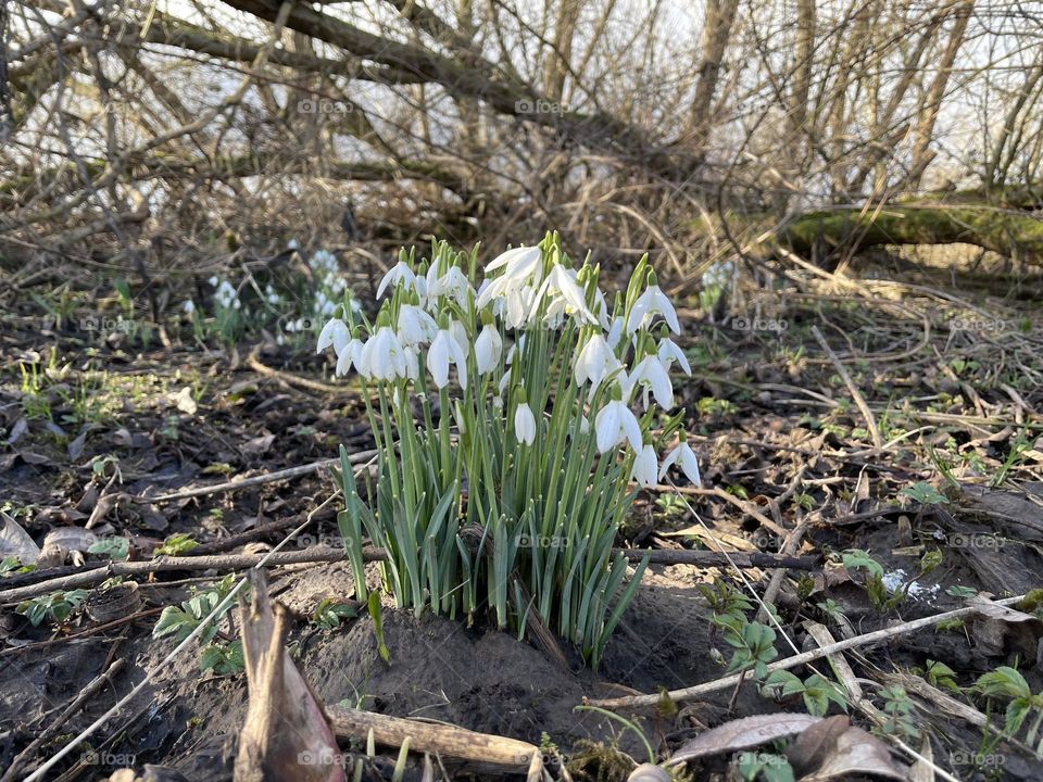 Little Snowdrops popping up after a flood 