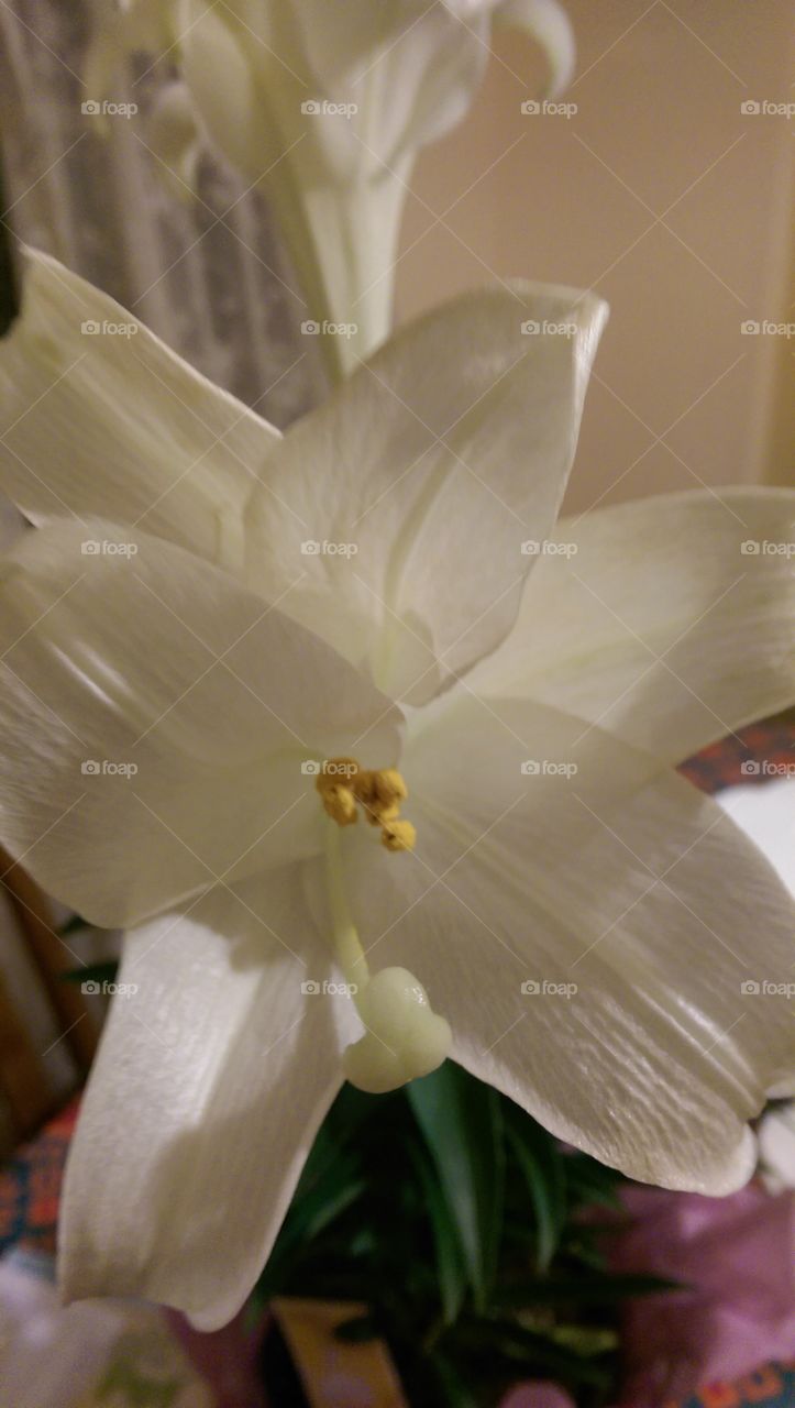 Easter Lily in bloom.