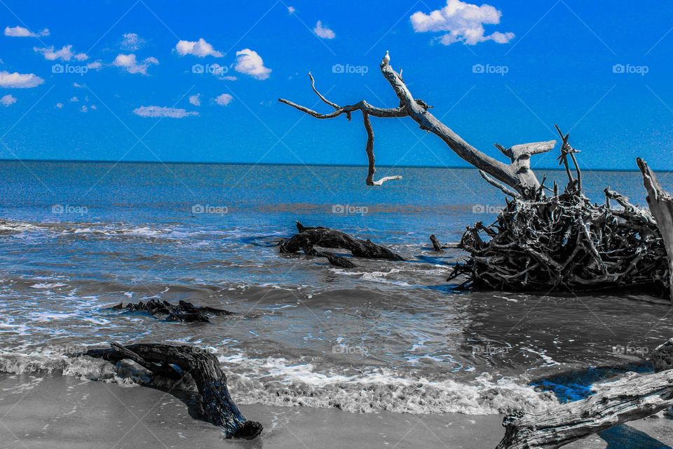 Driftwood 