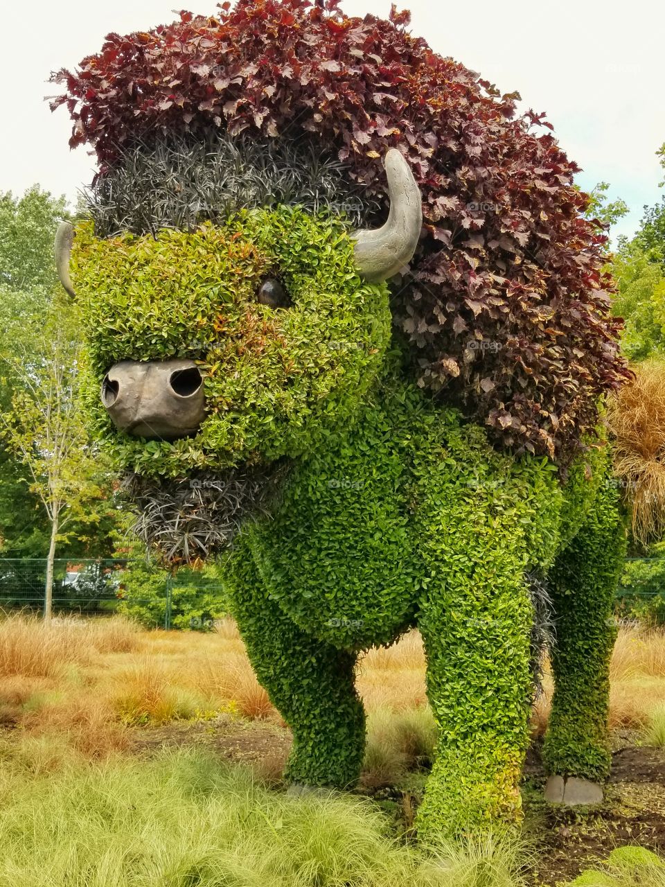Bison garden art