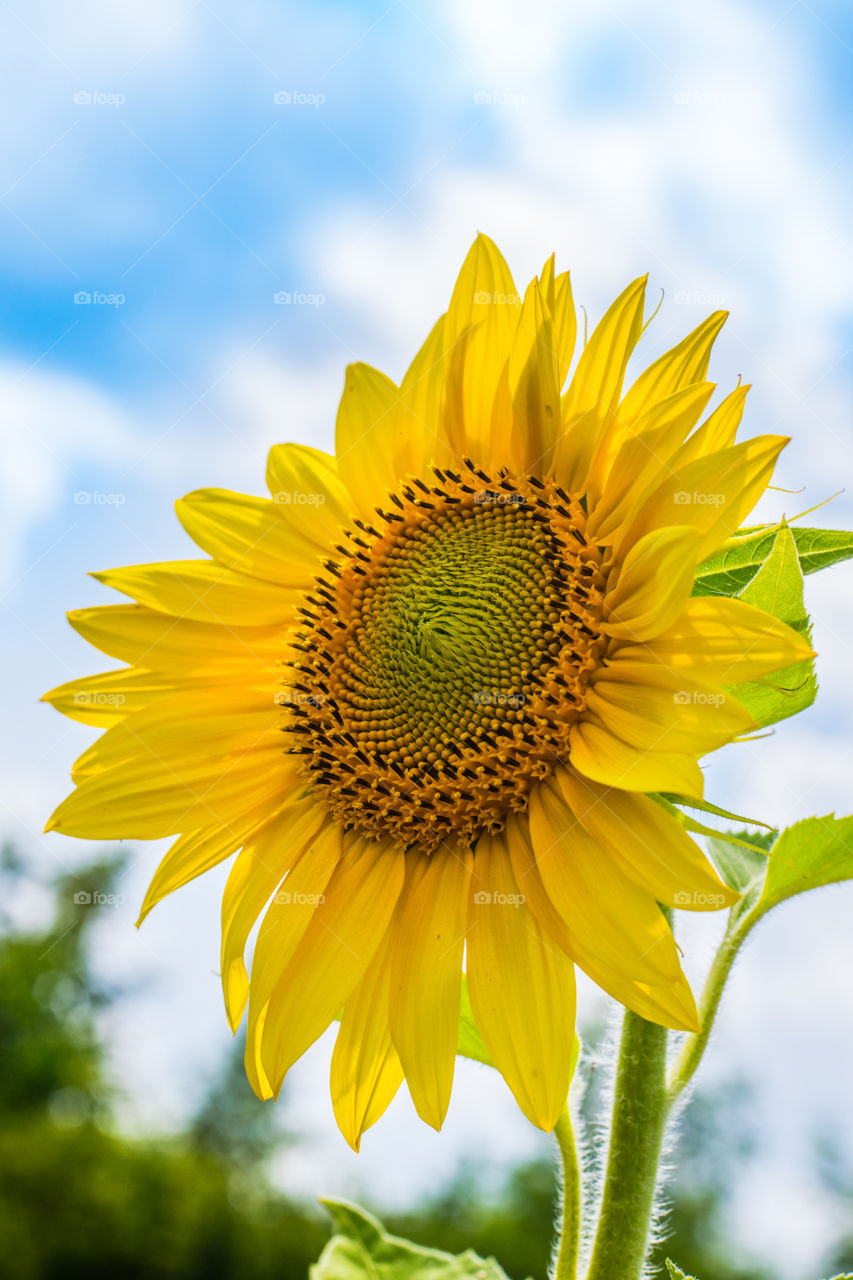 Sunflower