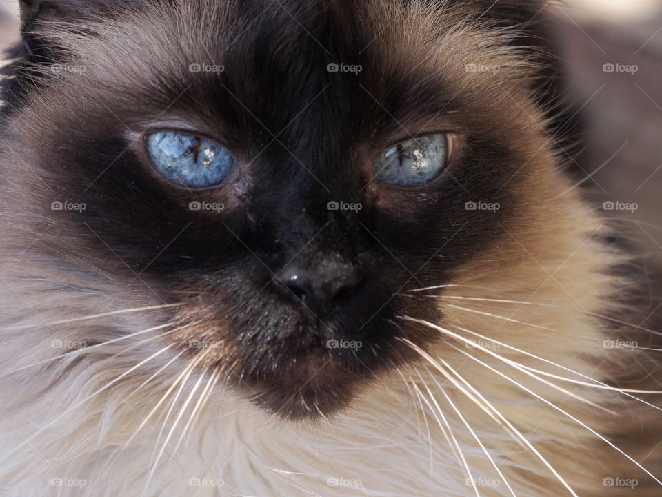 Close up of beautiful blue eyes on a ragdoll cat