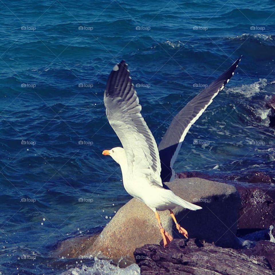 Seagull taking flight