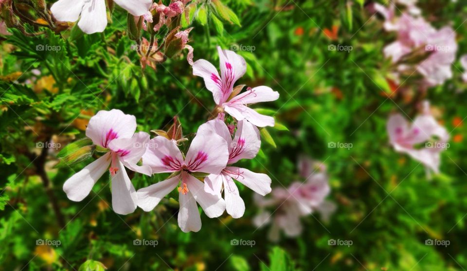 Pelargonium graveolens