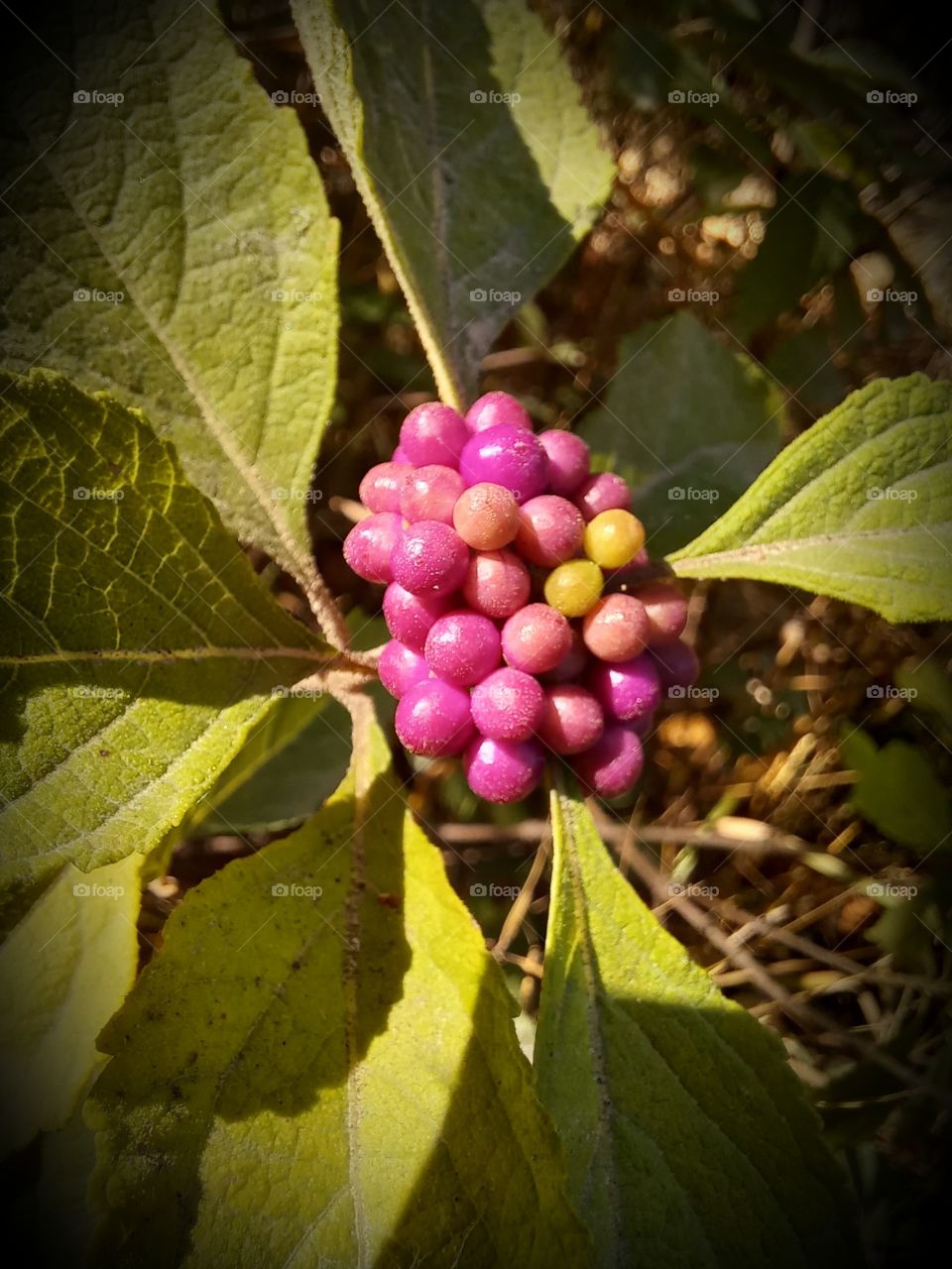 colourful seeds