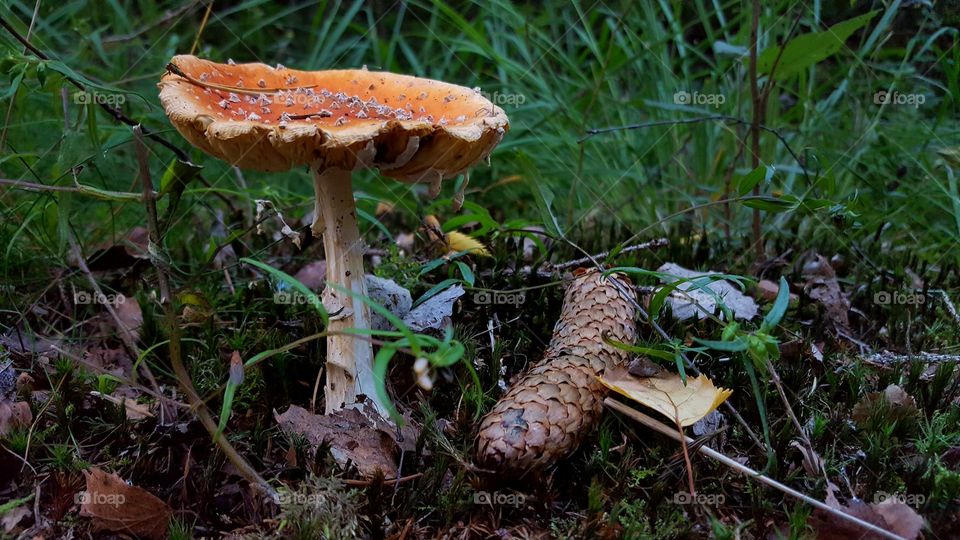 Mushroom - fly agaric 