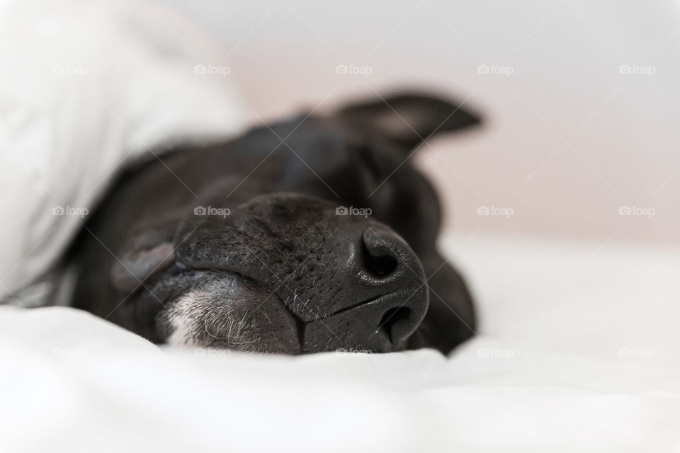 Closeup of tired dog sleeping, focus on the nose 